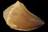 Mosasaur (Prognathodon) Tooth - Morocco #101048-1